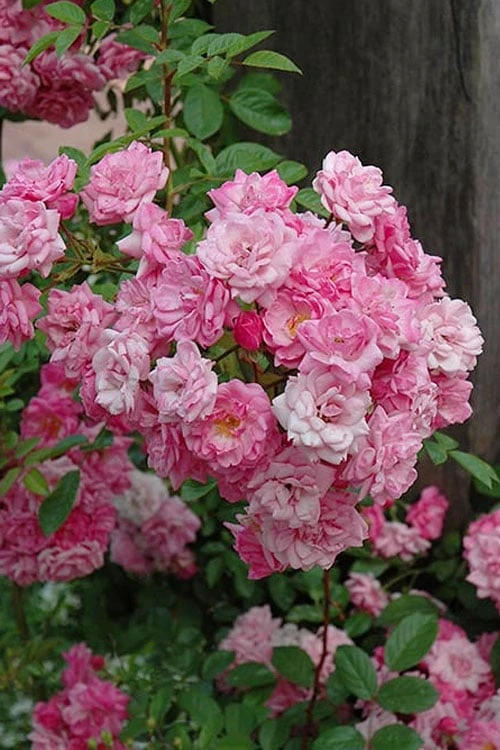 Peggy Martin Climbing Rose - 7 Gallon Pot - Image 8