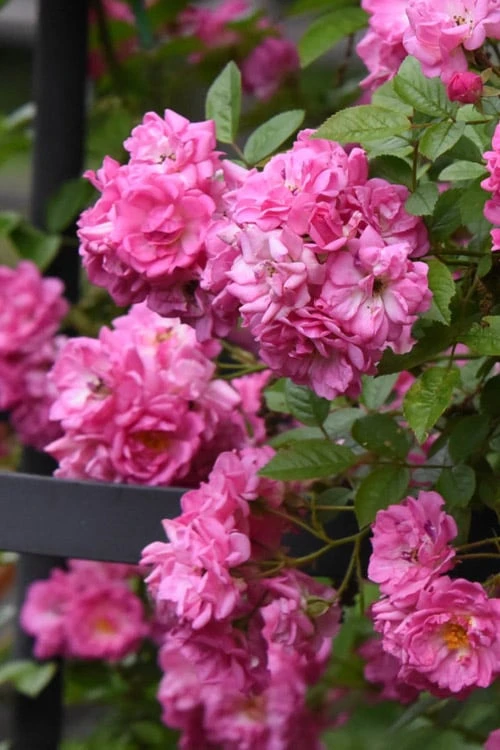 Peggy Martin Climbing Rose - 7 Gallon Pot - Image 5