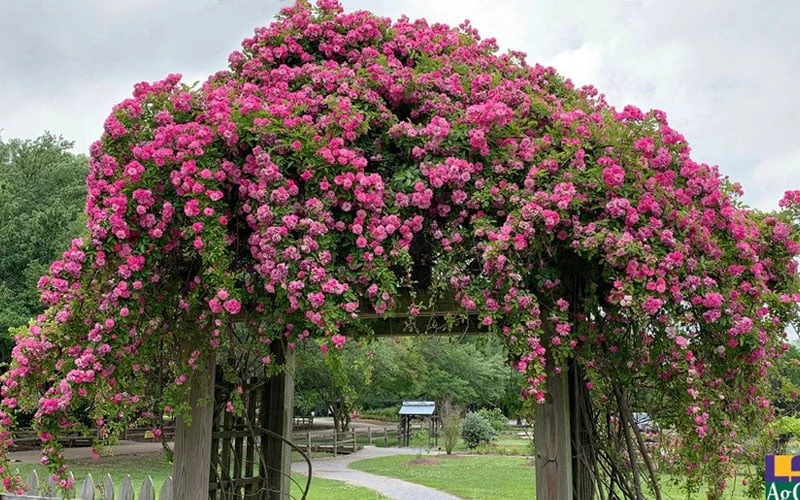 Peggy Martin Climbing Rose - 7 Gallon Pot - Image 6