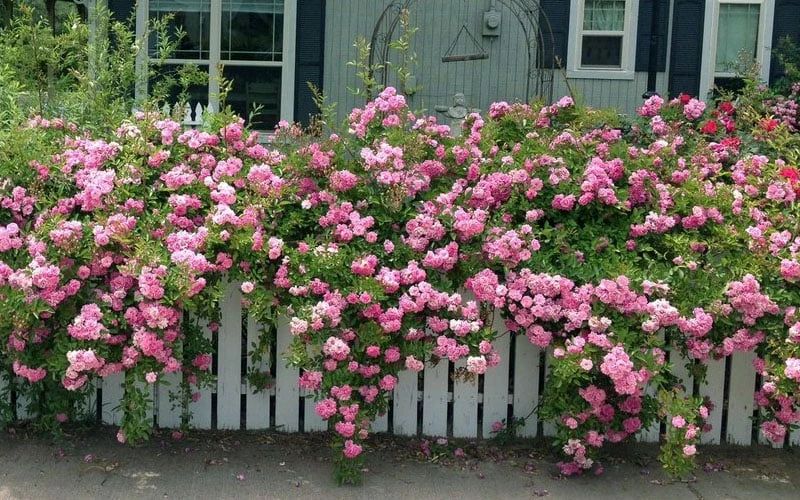 Peggy Martin Climbing Rose - 7 Gallon Pot - Image 4