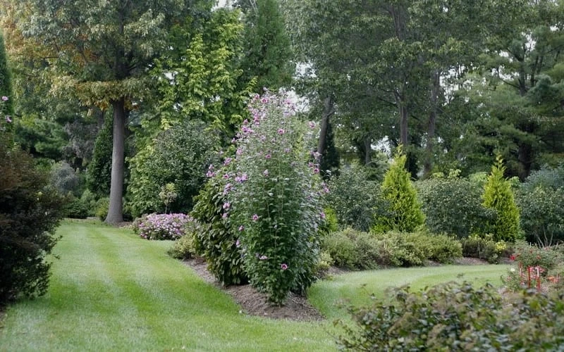 Purple Pillar Rose Of Sharon - 1 Gallon Pot - Image 4