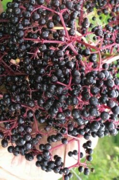 Wyldewood American Elderberry (Sambucus Canadensis) - 3 Gallon Pot