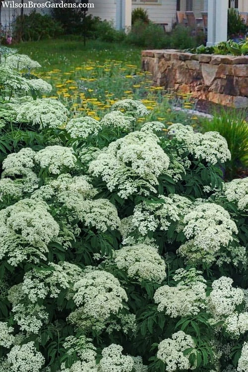 Wyldewood American Elderberry (Sambucus Canadensis) - 3 Gallon Pot - Image 4