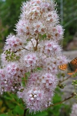 White Meadowsweet (Spirea Alba) - 1 Gallon Pot