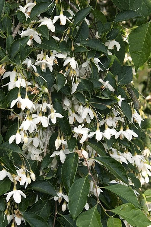 Fragrant Fountain Weeping Japanese Snowbell Tree - 5 Gallon Pot - Image 9