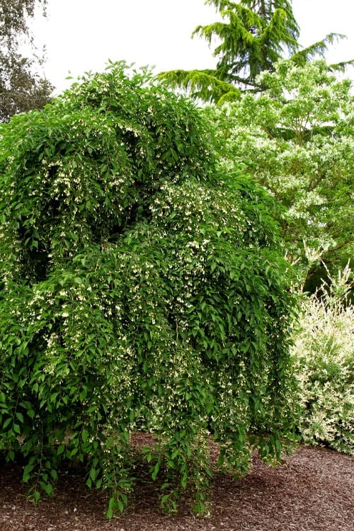 Fragrant Fountain Weeping Japanese Snowbell Tree - 5 Gallon Pot - Image 6