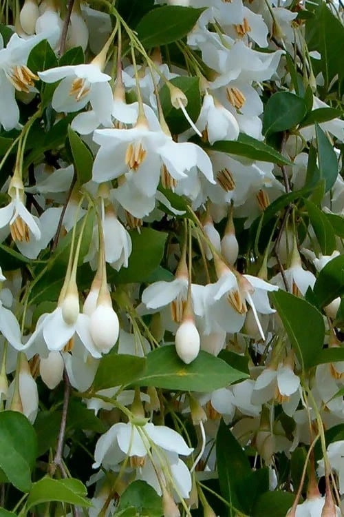 Fragrant Fountain Weeping Japanese Snowbell Tree - 5 Gallon Pot - Image 7