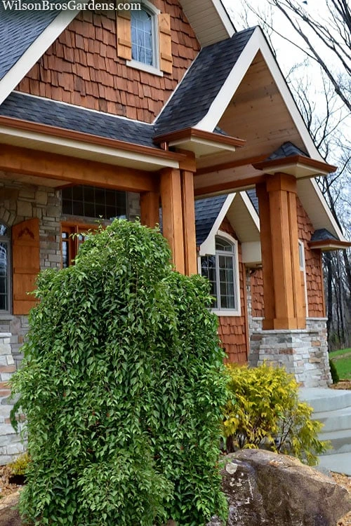 Fragrant Fountain Weeping Japanese Snowbell Tree - 5 Gallon Pot - Image 4