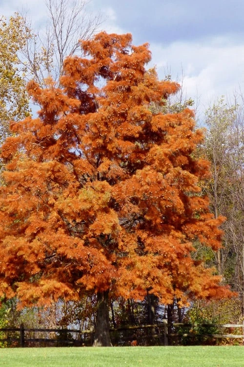 Bald Cypress - Taxodium Distichum - 3 Gallon Pot - Image 10