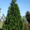 Green Giant Arborvitae (Thuja) - 5 Gallon Pot