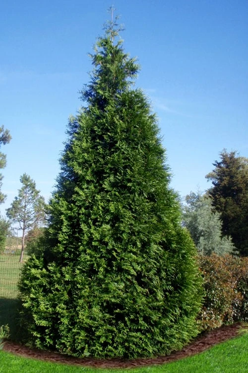 Green Giant Arborvitae (Thuja) - 5 Gallon Pot