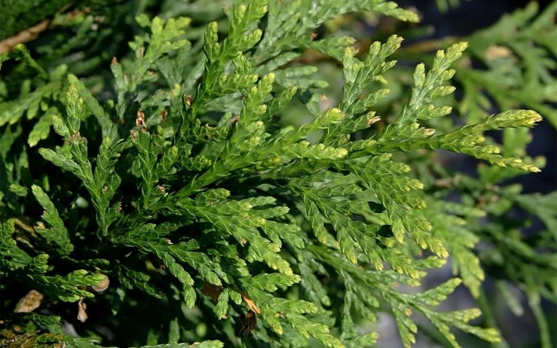 Green Giant Arborvitae (Thuja) - 5 Gallon Pot - Image 5