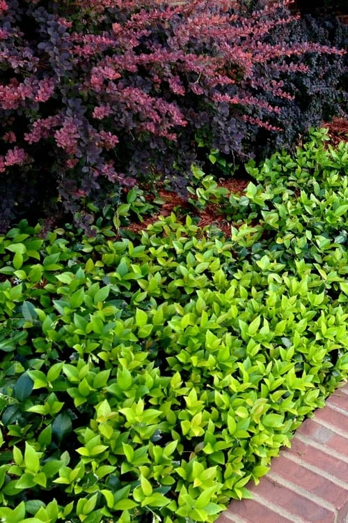 Asian Jasmine - Asiatic Jasmine - 18 Count Flat Of Pint Pots - Image 9