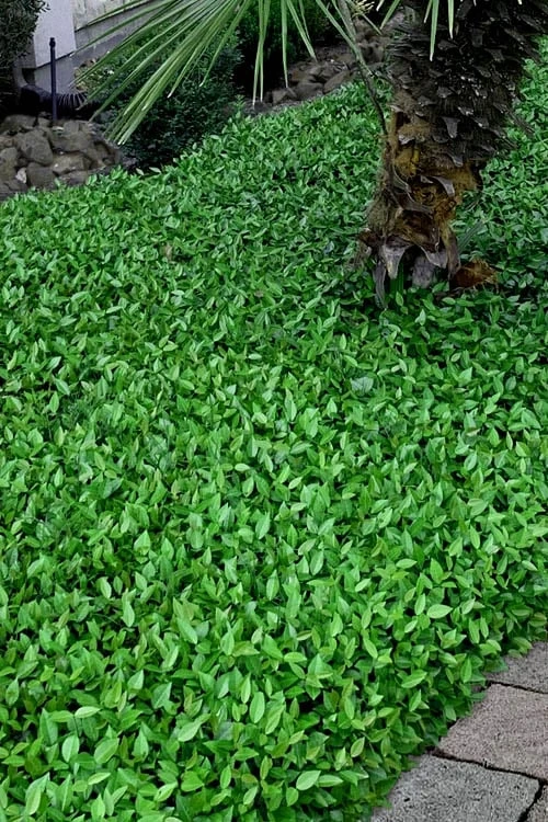 Asian Jasmine - Asiatic Jasmine - 18 Count Flat Of Pint Pots - Image 8