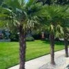 Windmill Cold Hardy Palm Tree - 1 Gallon Pot