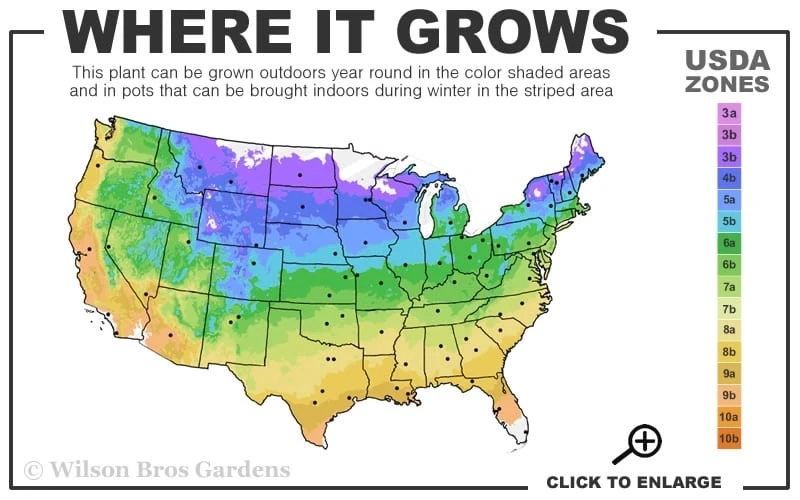 Etoile Violette Clematis - 1 Gallon Pot - Image 3