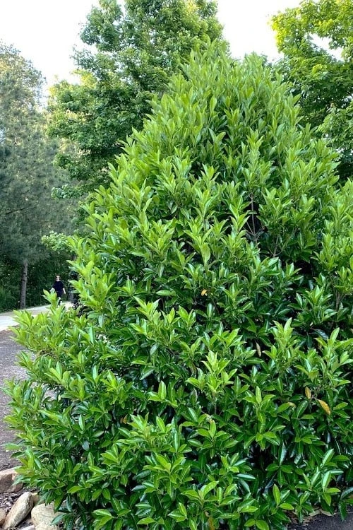 Mirror Leaf Sweet Viburnum - 3 Gallon Pot - Image 4