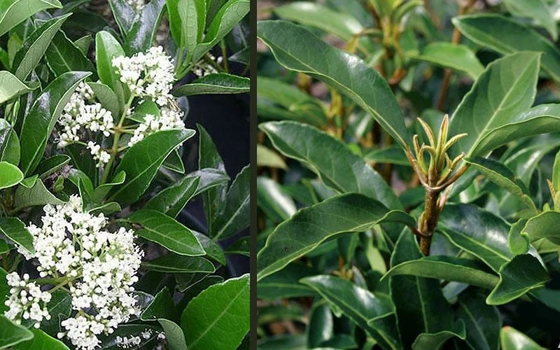 Mirror Leaf Sweet Viburnum - 3 Gallon Pot - Image 5