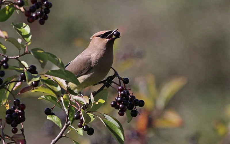 Nannyberry Viburnum - 3 Gallon Pot - Image 6