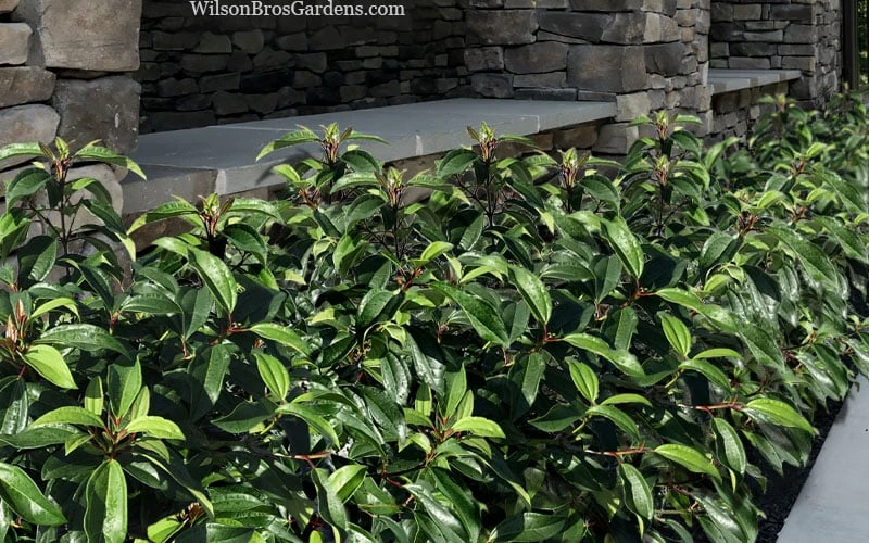 Moonlit Lace Viburnum - 1 Gallon Pot - Image 4