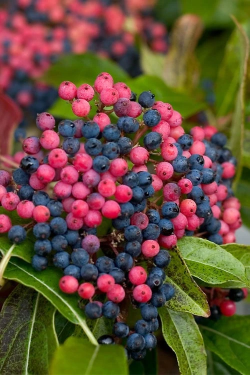 Brandywine Viburnum - 3 Gallon Pot - Image 5