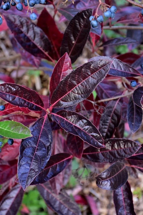 Brandywine Viburnum - 3 Gallon Pot - Image 6