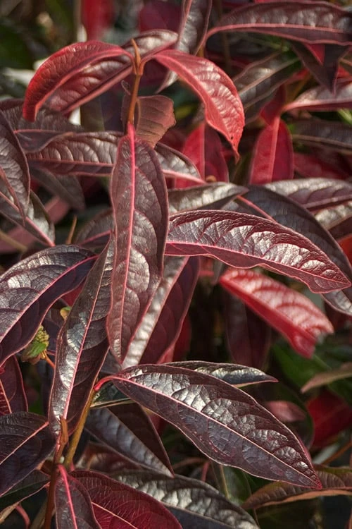 Brandywine Viburnum - 3 Gallon Pot - Image 8