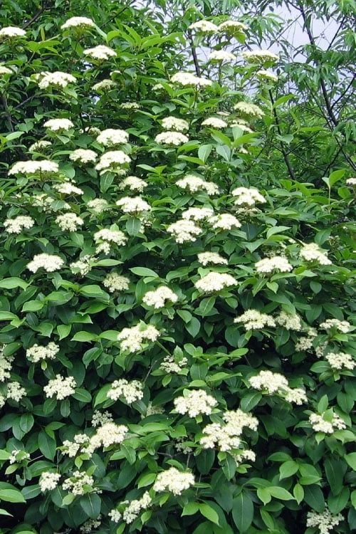 Brandywine Viburnum - 3 Gallon Pot - Image 9