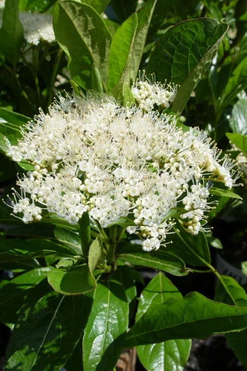 Brandywine Viburnum - 3 Gallon Pot - Image 4