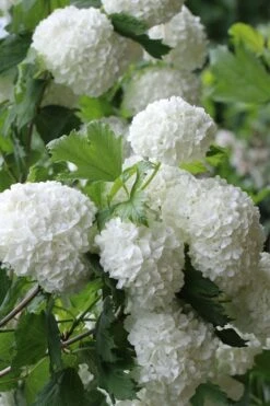 Eastern Snowball Viburnum Bush - 1 Gallon Pot