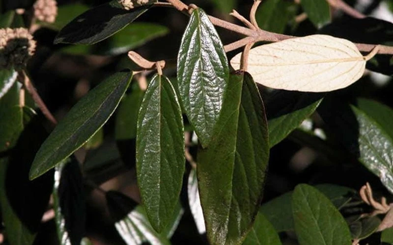 Prague Viburnum - 1 Gallon Pot - Image 8