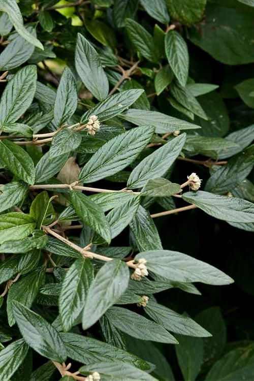 Prague Viburnum - 3 Gallon Pot - Image 7