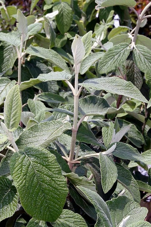 Willowwood Viburnum - 3 Gallon Pot - Image 6