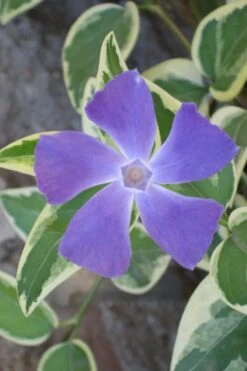 Variegated Bigleaf Periwinkle (Vinca Major 'Variegata') - 6 Pack Of Pint Pots